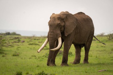 Afrika çalı fili kısa çimlerin üzerinde duruyor