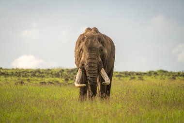 Afrika fili uzun dişlerini gösteriyor