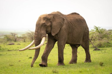 Afrika çalı fili kısa çimlerde yürür