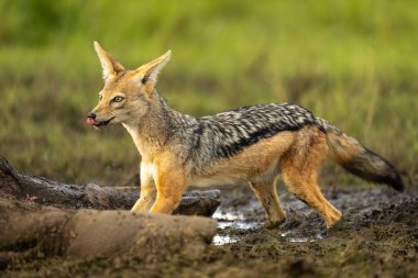 Siyah sırtlı çakal ölü su aygırı arabasının üzerine çömeldi.