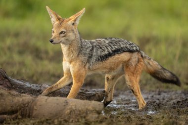 Siyah sırtlı çakal, ölü su aygırı arabasının yanında duruyor.