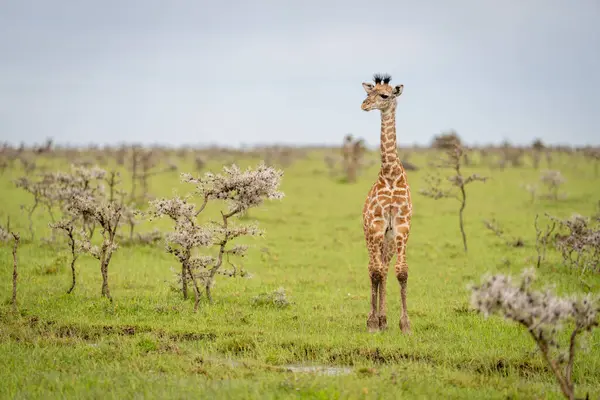 stock image Baby Masai giraffe stood among whistling thorns