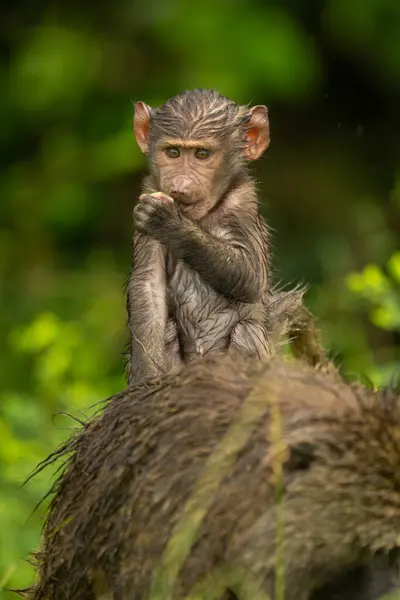 stock image Baby olive baboon on mother in rain