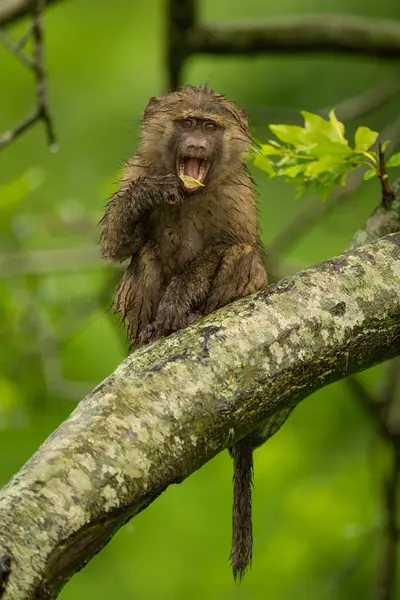 stock image Baby olive baboon opens mouth eating leaf