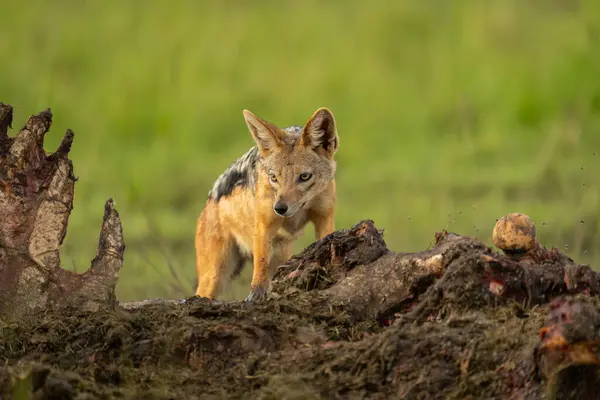 stock image Black-backed jackal climbs over dead hippo carcase