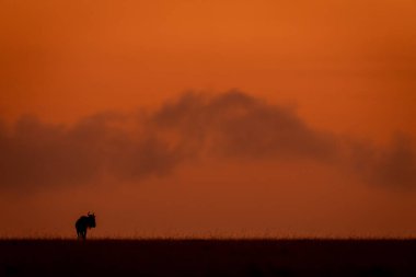 Mavi antilop günbatımı ufkunda siluetinde duruyordu.