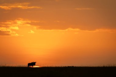 Mavi antilop gün batımında ufukta beliriyor.