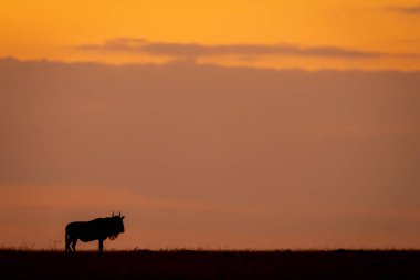 Mavi antilop profil olarak gün batımında duruyor