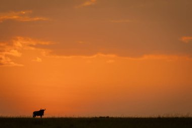 Mavi antilop gün batımında bulutların altında duruyor.