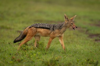 Black-backed jackal walks across grass licking lips clipart