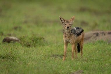 Black-backed jackal stands on grass watching camera clipart