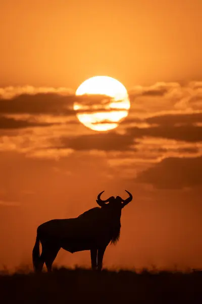 stock image Blue wildebeest stands lifting head at sundown