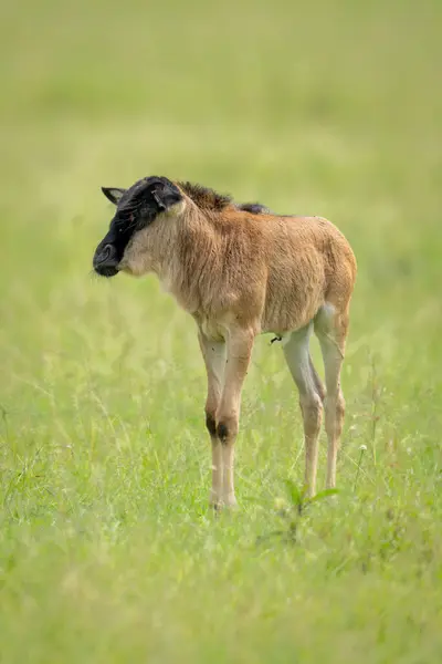 stock image Blue wildebeest calf stands on short grass