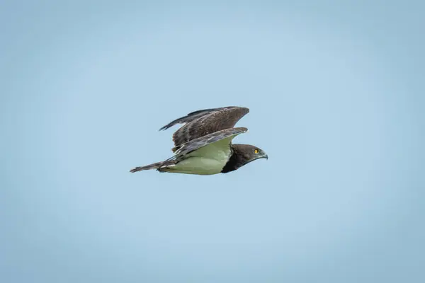 Stock image Black-chested snake-eagle flies through perfect blue sky