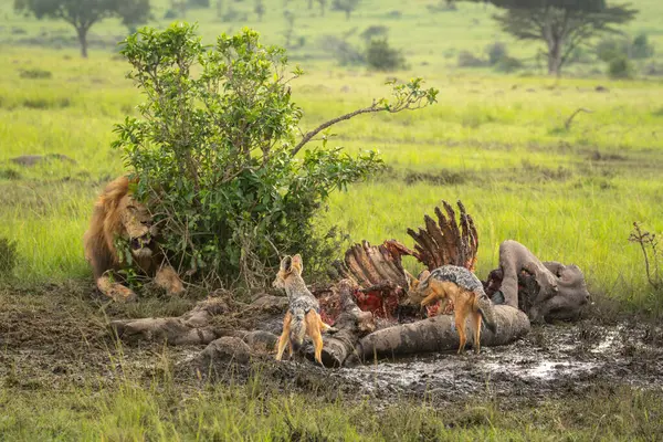 stock image Black-backed jackals on hippo carcase near lion