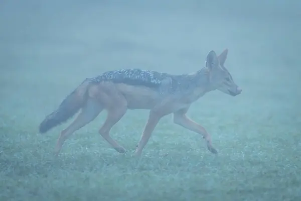 stock image Black-backed jackal walking through fog licking lips