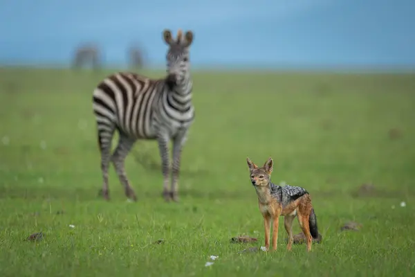 stock image Black-backed jackal stands on grass near zebra