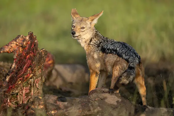 stock image Black-backed jackal stands on carcase looking round