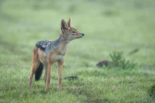 stock image Black-backed jackal stands looking up in grass