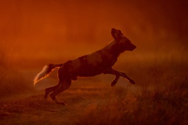 Afrika vahşi köpeği gün doğumunda yola atlar.