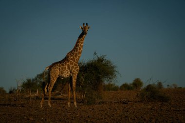 Güneyli zürafa çalıların arasında kamerayı izliyor.