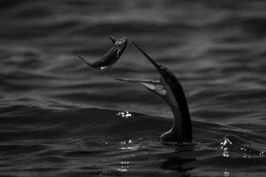 Nehirde tekli Afrika dartı yayın balığı atıyor.