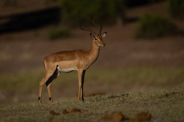 Erkek Impala su baskını sahasında kamerayı seyrediyor.