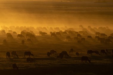 Cape Buffalo sürüsü gün batımında sel ovasını geçer.