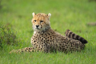 Çita yavrusu çalıların yanında yatıyor.
