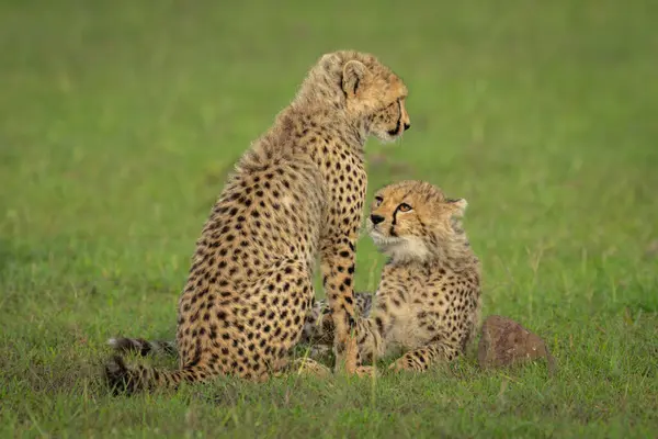 stock image Cheetah cub lies watching sibling sitting down