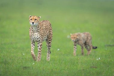 Çita yavrusu kısa otların üzerinde annesini takip ediyor.