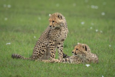 Çita yavruları Savana 'da oturur ve uzanır.