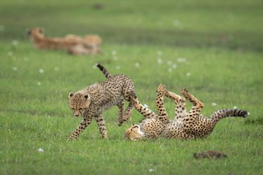 Çita yavruları annelerinin yanında Savannah 'da oynuyorlar.