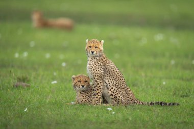Çita yavruları annelerinin yanında yatar.