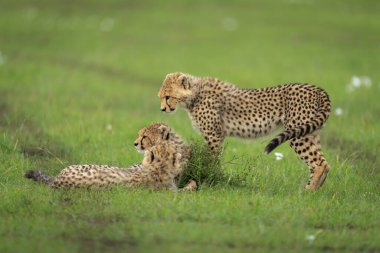Çita yavrusu bir tanesinin üzerinde yatıyor.