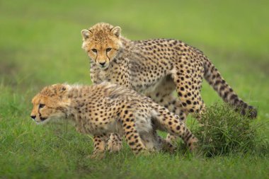 Cheetah cub standing over sibling on grass clipart