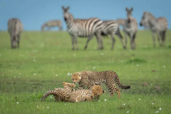 stock image Cheetah lies playing with cubs near zebras