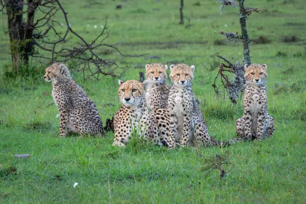 stock image Cheetah lies with four cubs sitting together