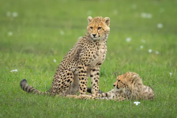 stock image Cheetah cubs sit and lie on grass