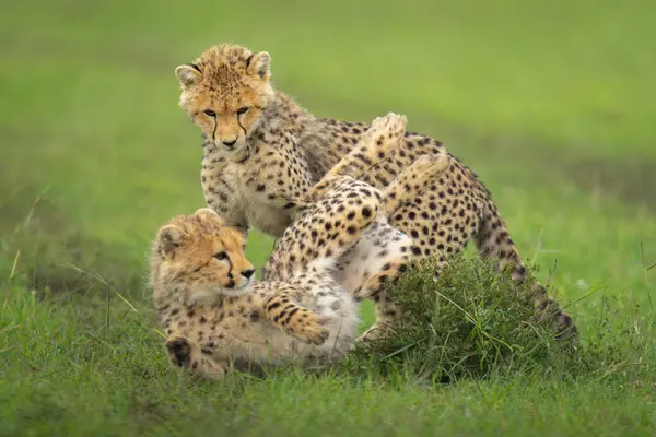 stock image Cheetah cubs wrestle on grass by bush