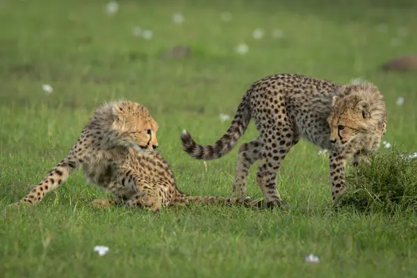 stock image Cheetah cubs watch each other on grass