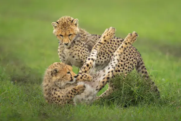 stock image Cheetah cubs play on grass by bush