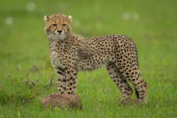 stock image Cheetah cub stands on grass turning head