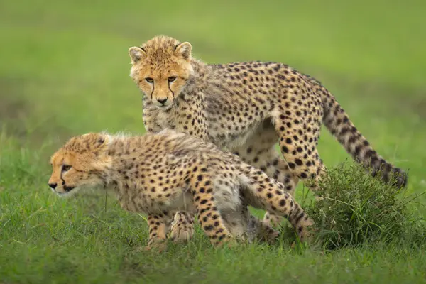 stock image Cheetah cub standing over sibling on grass