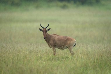 Coke hartebeest stands watching camera in rain clipart