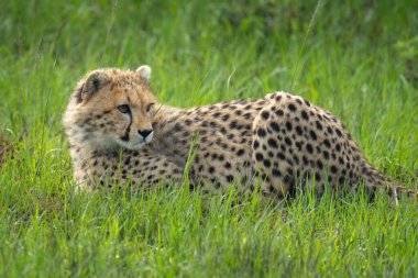 Çita yavrusu çimlere yatkın.