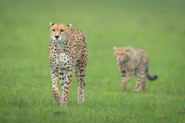 Female cheetah leads cub over short grass clipart