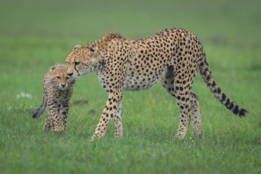 Dişi çita, yavruya yakın otları geçiyor.