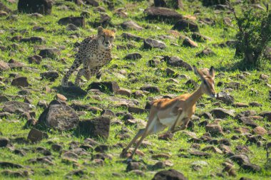 Female cheetah chases female impala down slope clipart