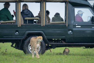 Dişi çita ve yavrusu cipin yanından geçiyor.